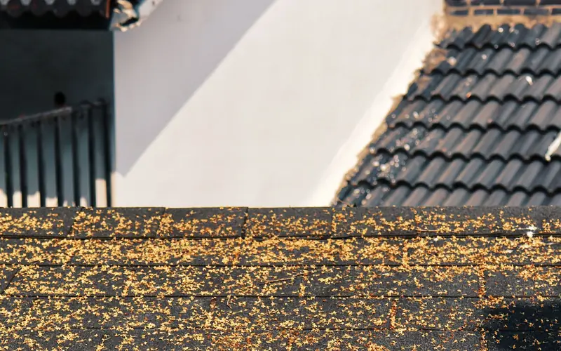Close-up of a house roof with dark shingles and autumn leaves on the roof below
